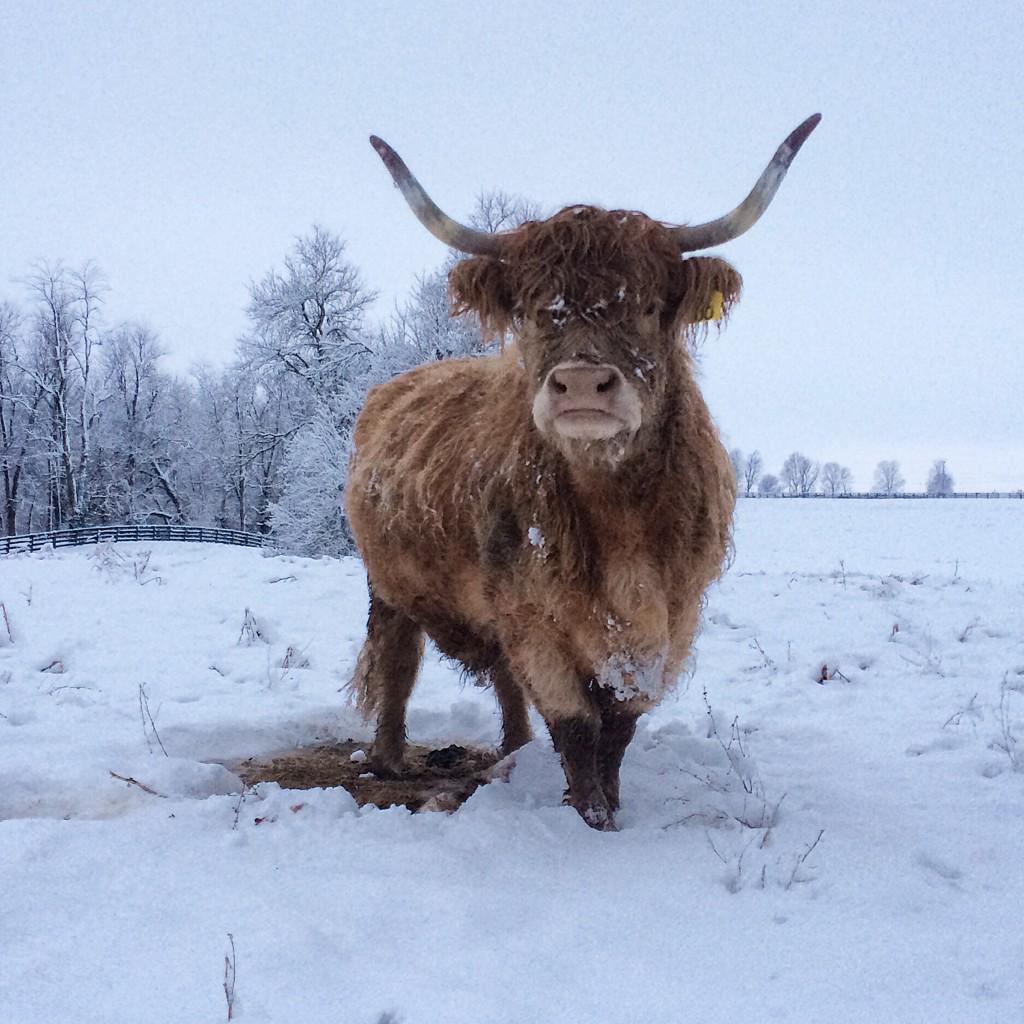 KyFizzer's tweet photo. #ScotlandinKentucky #Highlandsnowangel #earlyriser #destinationDanville @danvilleky http://t.co/AEg6rQJesX