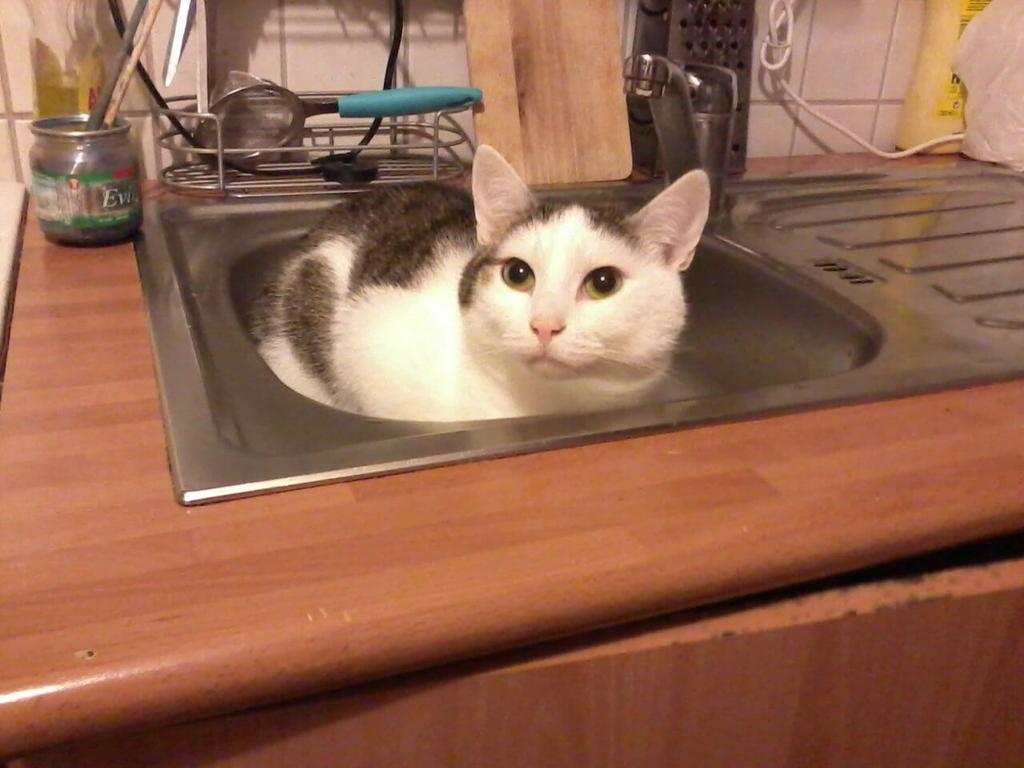 LoosLuzz's tweet image. Mein kater schläft da manchmal