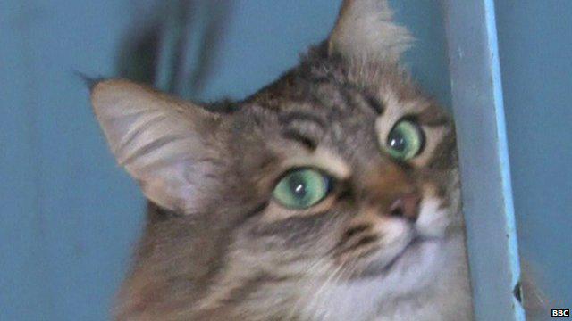 Russian cat "saves" abandoned baby bbc.in/1t4DmIl
