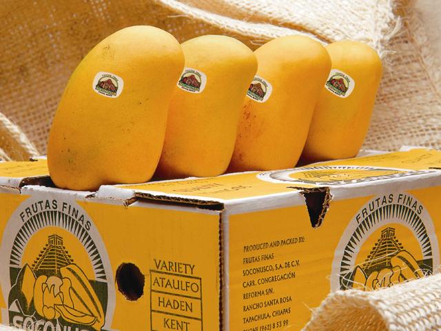 gobmx's tweet photo. ¡ El Mango ataulfo es orgullo chiapaneco ! #NuestroMéxico #Biodiversidad  @SAGARPA_mx #CampoMexicano http://t.co/eSvr0okTNU
