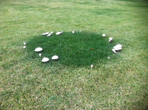 Caleb Wilde On Twitter The Grass Is Always Greener Where There S