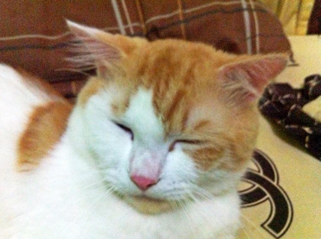 terimakasih mounty untuk gigitannya hari ini 😭😭😭