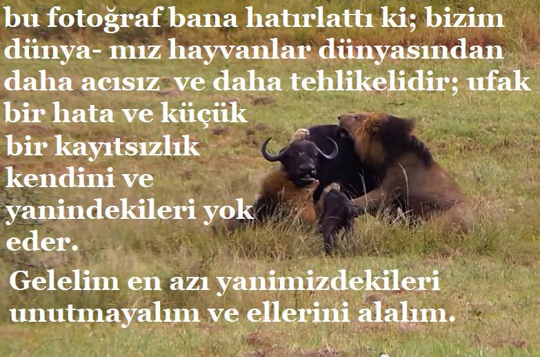 Cihanpur's tweet photo. Başakaları elini almadılar ve yanlız bıraktılar!
https://t.co/BvPtRcTpC1 http://t.co/LEZd9xrQP1