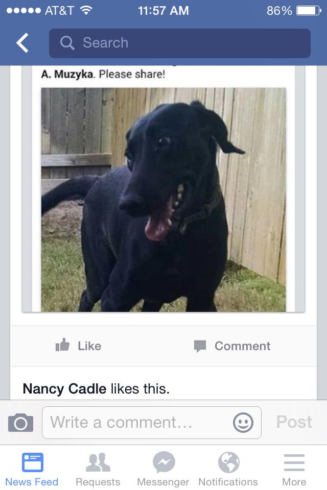 Grateful Dog tweet media