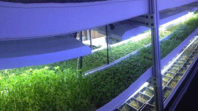 NewEra_Trends's tweet image. If you ever consider growing your own stuff indoors, this LED light is the only option 🌿👉 neorea.ch/1AjNTg6