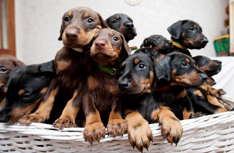Pazzesco negli USA: donna annega cucciolo doberman in bagno per prendere l'aereo