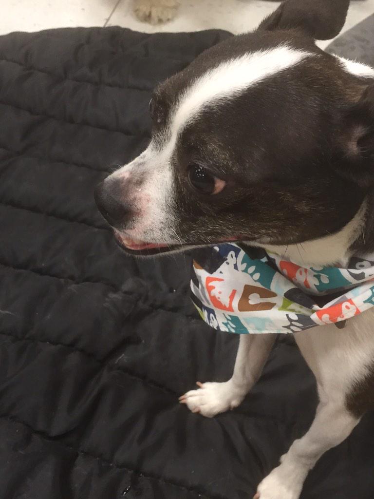 zjarondinelli's tweet photo. Beanie is here at @Petsmart924 from @LondonHumaneS and she is searching for her forever home! #ComeAndMeetHer http://t.co/ectF2DA5FD