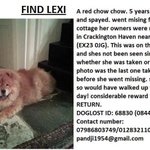 Photo by Find Lexi! (@FindLexiTheDog)
