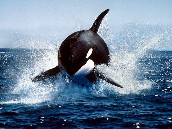 isaacBIOvega's tweet photo. #Orcas BORN to be FREE!
Las ORCAS NO nacieron para malvivir en 1 estanque, DEBEN ¡SER LIBRES! 🐳 #NoALaCautividad 😿💔 http://t.co/hN8DiSqjlC