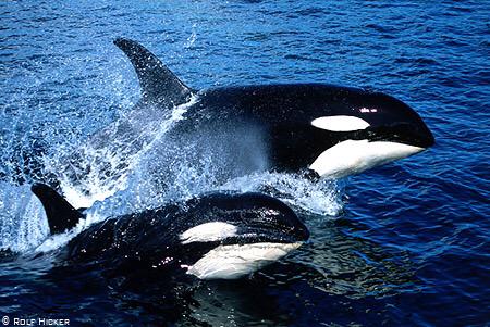 isaacBIOvega's tweet photo. #Orcas BORN to be FREE!
Las ORCAS NO nacieron para malvivir en 1 estanque, DEBEN ¡SER LIBRES! 🐳 #NoALaCautividad 😿💔 http://t.co/hN8DiSqjlC