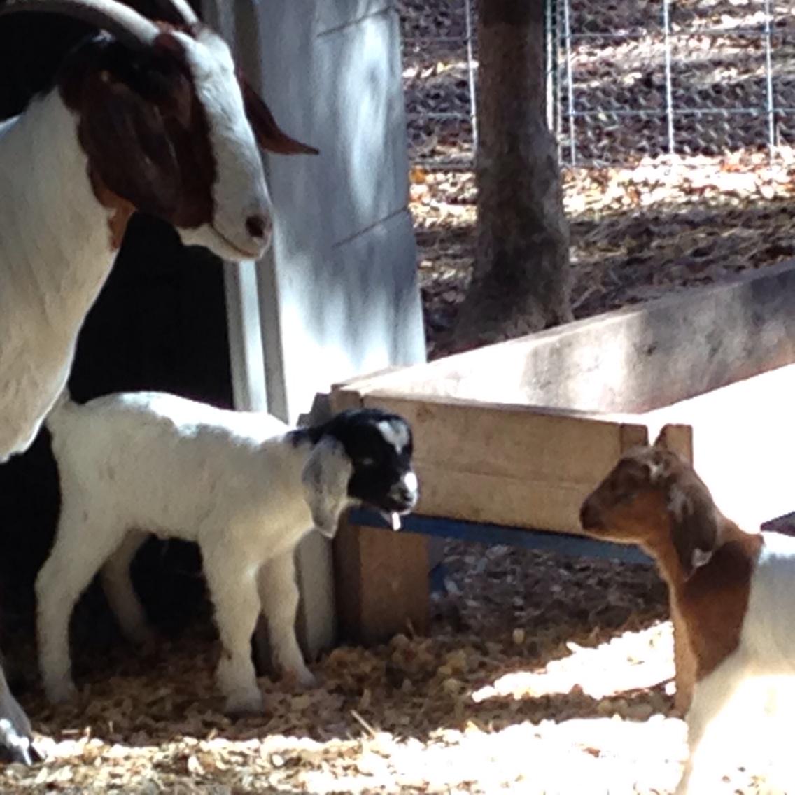 ebeth266's tweet image. #fixerupper