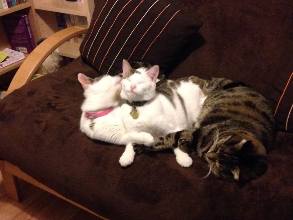 ScamperingPaws's tweet photo. @V4PYCM a photo for your competition.  Summer, Millie and Mackenzie chilling. #chilledoutcats http://t.co/3YXTuE6Ba1