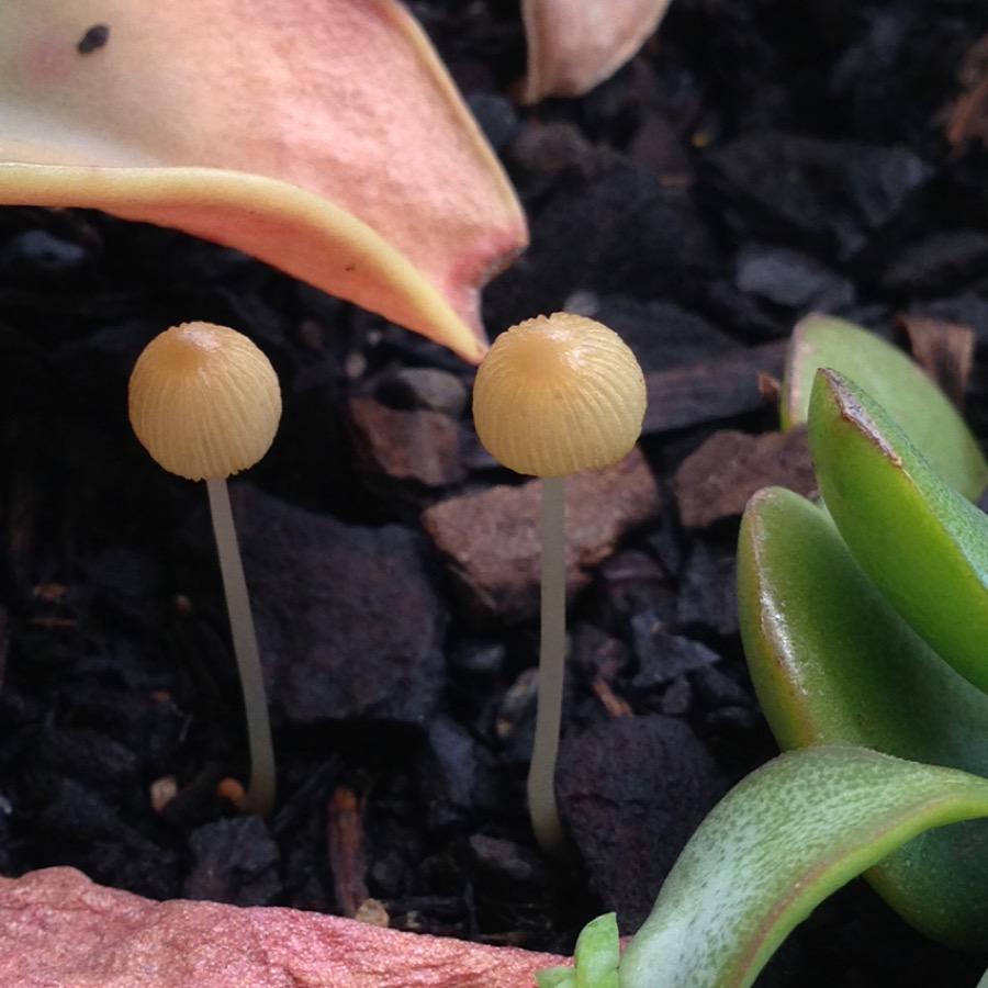 KWcityunity's tweet image. Praying and believing for the churches of the region. #cityunity #gospelmovements