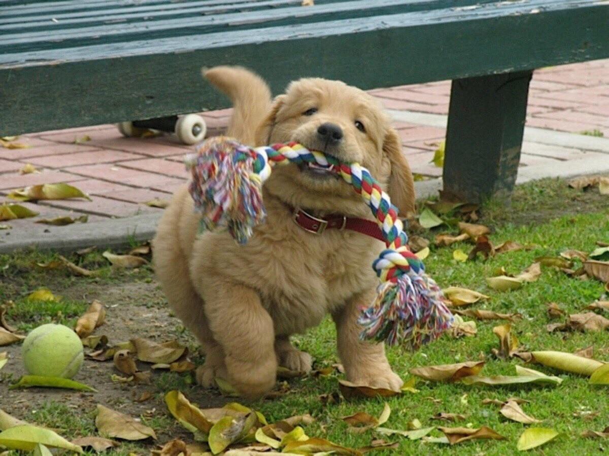 BestPuppiesPics's tweet photo. Fun day at the park http://t.co/ry3uhm8eYw