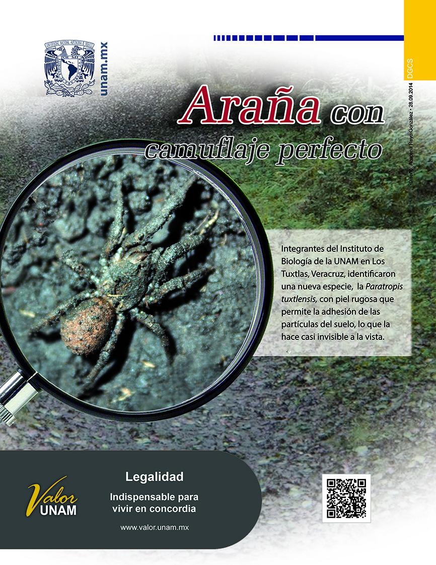 Gaceta_UNAM's tweet photo. Integrantes del #IIBUNAM identifican una nueva araña con camuflaje perfecto. #UNAMenGráfico http://t.co/UKe5fn2kOq