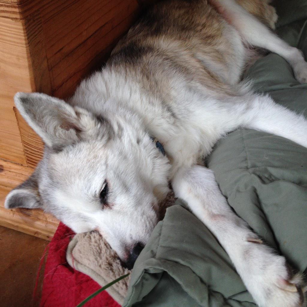 d_jgfg's tweet photo. Cowboy #dog #sleeping #white #old http://t.co/qLYiYk1DoX