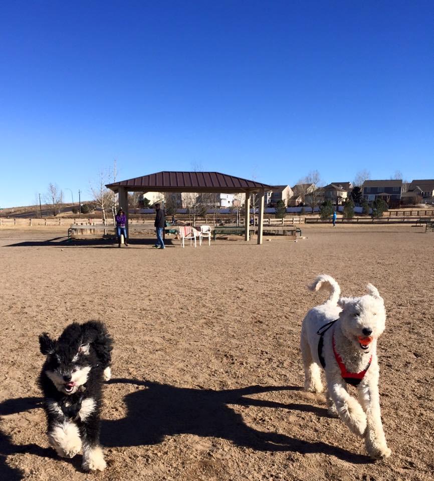 Denver Doodles tweet media