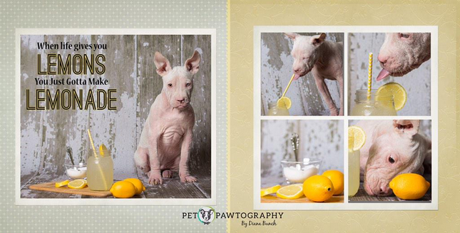 Beautiful Oracle is available at <a href="/MgmHumane/">Montgomery Humane AL</a>! Photo by <a href="/PetPawtography/">PetPawtography</a>. #AdoptDontShop