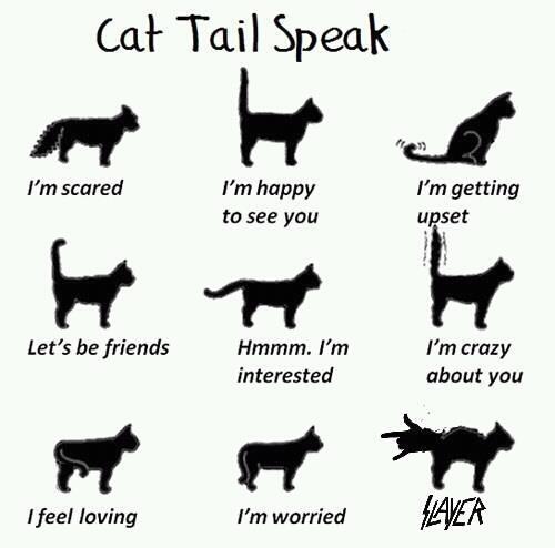 Cat Behavior Chart