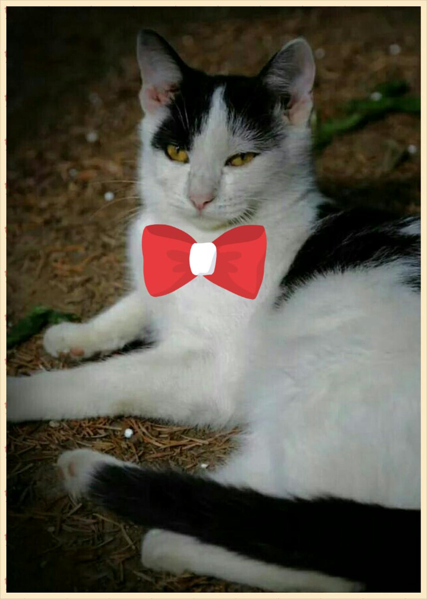 NLFAEU's tweet photo. Adopt Carinio and he will change your life furrever! Fostered in Holland #straycat @StrayRescue @TidyCats #carinio http://t.co/Be9bZbYalL