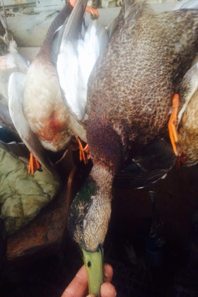 GregHalterman's tweet photo. Shot a hybridized black today @bocwin1 @Chalterman_20 @HaltermanBailey @fhalterman @dpcoppage @ColinP_Ag http://t.co/GjXVrXTRDl