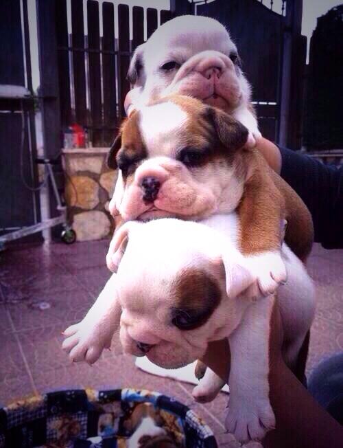 Ruttyk's tweet photo. Aaaaahhhh!!!! Muero de amor!!!!! Quiero una montañita asi de perritos!!!! 😍😍😍😍😍 http://t.co/L8EsmWkrr8