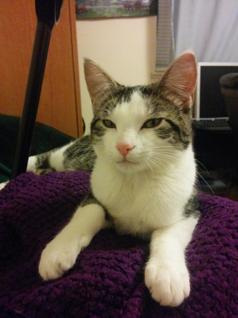 catmanpdx's tweet photo. Athena wants to go to #purrington http://t.co/BFq4Na6cbg