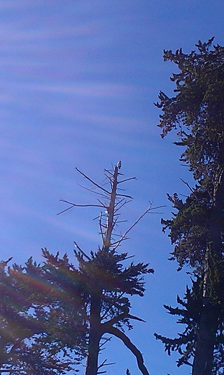 SaraParker411's tweet photo. Hawk atop tree in Lighthouse Field. #santacruz #lighthousefield http://t.co/oNq6p8ujvY