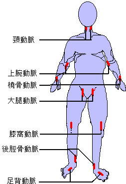 基礎医学のゴロ 知識大辞典 On Twitter 体表から触知できる血管 総頚動脈 浅側頭動脈 腋窩動脈 上腕動脈 橈骨動脈 大腿動脈 膝窩動脈 足背動脈 後脛骨動脈 Http T Co Txcle1wprs Twitter