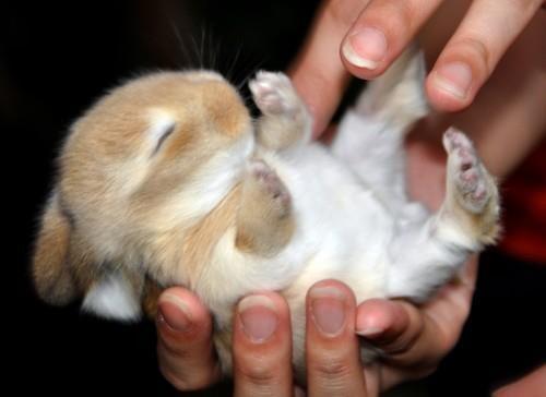 激かわ動物 いろいろ Doubutuiroiro Twilog 激かわ動物 いろいろ Doubutuiroiro Twilog