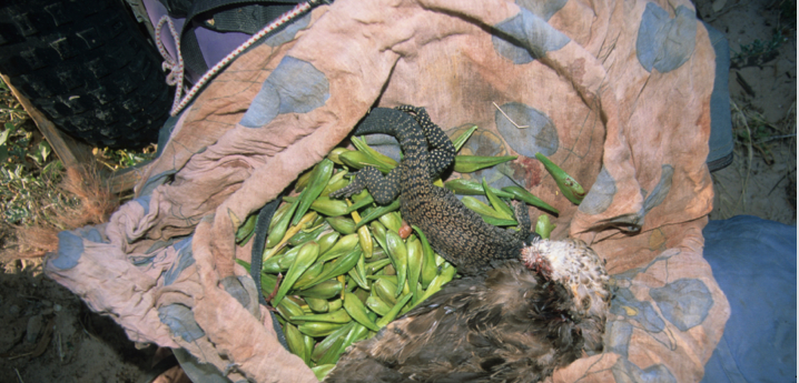 suzanmuir's tweet photo. Some of the #bushtucker that sustained me on my unsupported traverse of Australia. Native pear, lizard and duck http://t.co/U3aRrdANg0