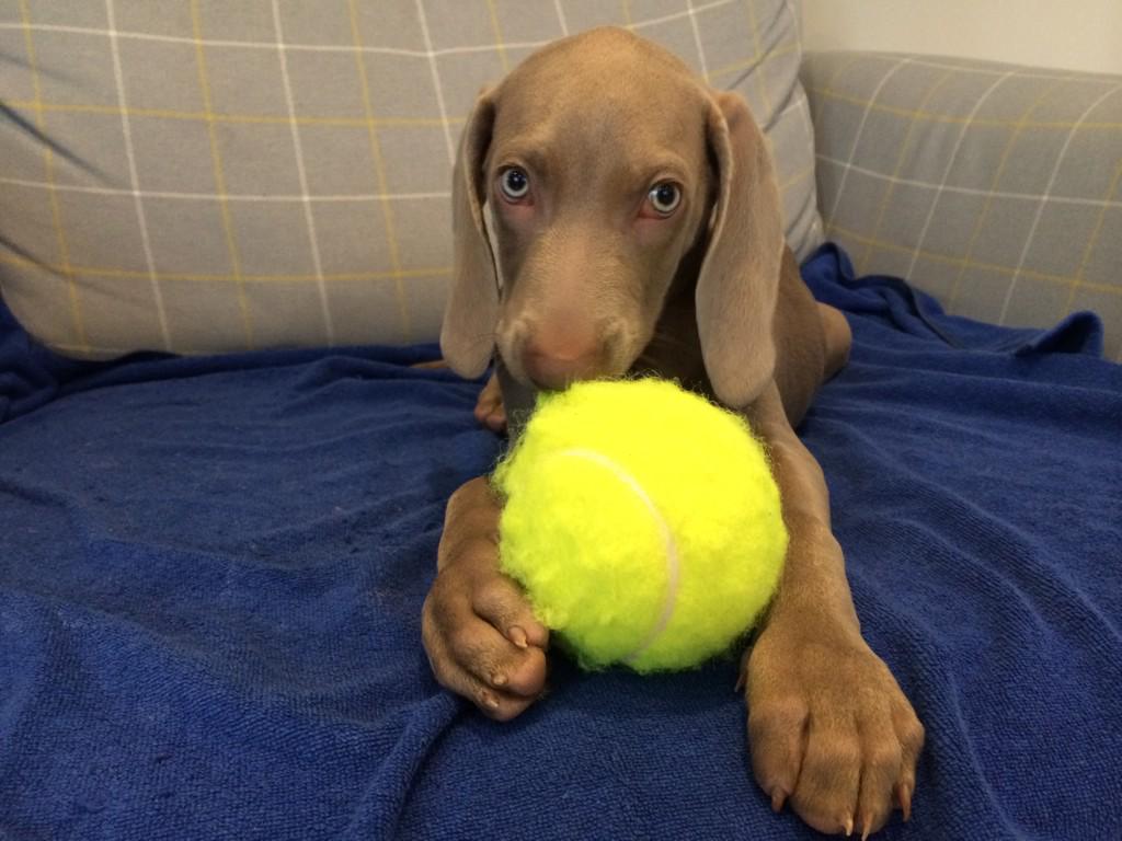 Storm the puppy subtly saying he wants to watch <a href="/andy_murray/">Andy Murray</a> <a href="/AustralianOpen/">#AusOpen</a> #bbctennis