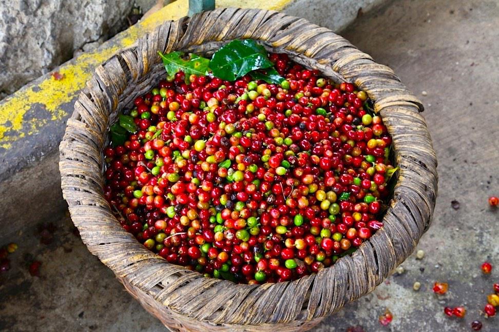 CommonForager's tweet image. Want