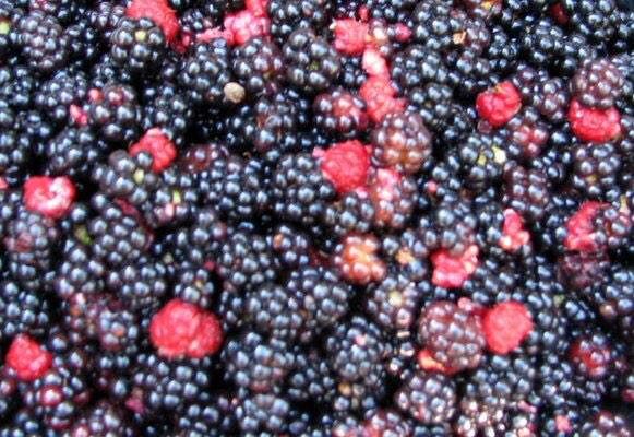 CommonForager's tweet image. Want