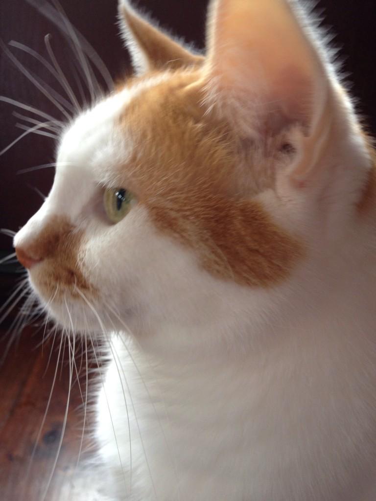 Tammysdragonfly's tweet photo. AT @SandieWillWrite Blog!
🐱#Cat who thinks he owns writing desk!
Will he make it to top?
http://t.co/tm8FhA4Eby … http://t.co/ME8MXECYz7