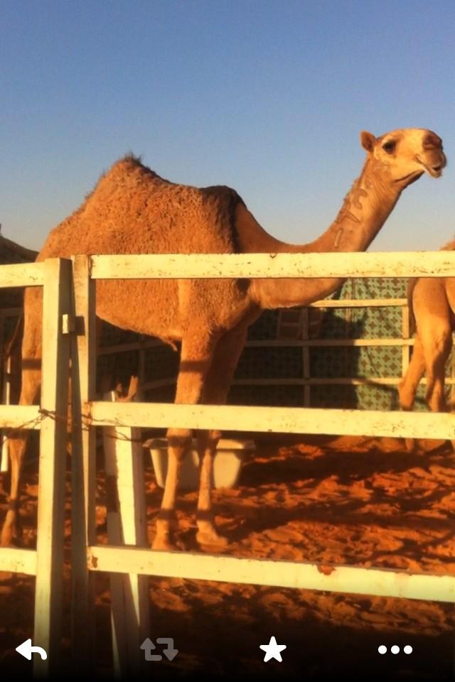 19Sub's tweet image. @للبيع بكرة حمرا كفو السن لقية. ج ٠٥٥٥٢٨١٩٠٢ hee8011