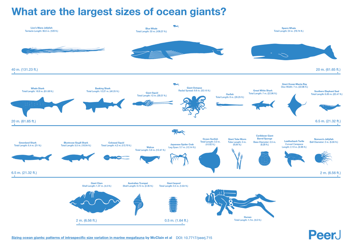 cdowns97's tweet photo. Can't wait to scuba dive and pet all this stuff!!! :D  http://t.co/MgQKbE3nMe