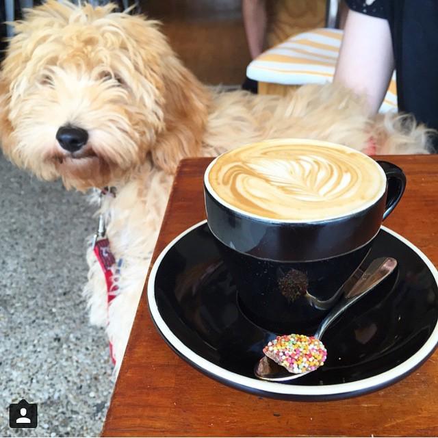 FoxandB's tweet photo. Quality puppy time at The Good Bean in Mooloolaba #igersbne #bneeats #brisbane #sunshinecoast http://t.co/lfIQfclP9e