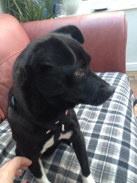 BizWonderland's tweet image. This is Lucy who is currently being fostered by @sosromanianres1 Could you offer Lucy a forever home? Pls RT