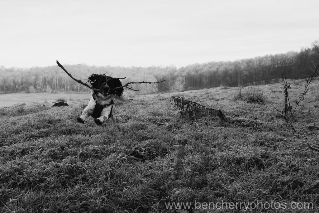Benji_Cherry's tweet image. Charlie being rather ambitious with his choice of stick for fetch. #spanielproblems