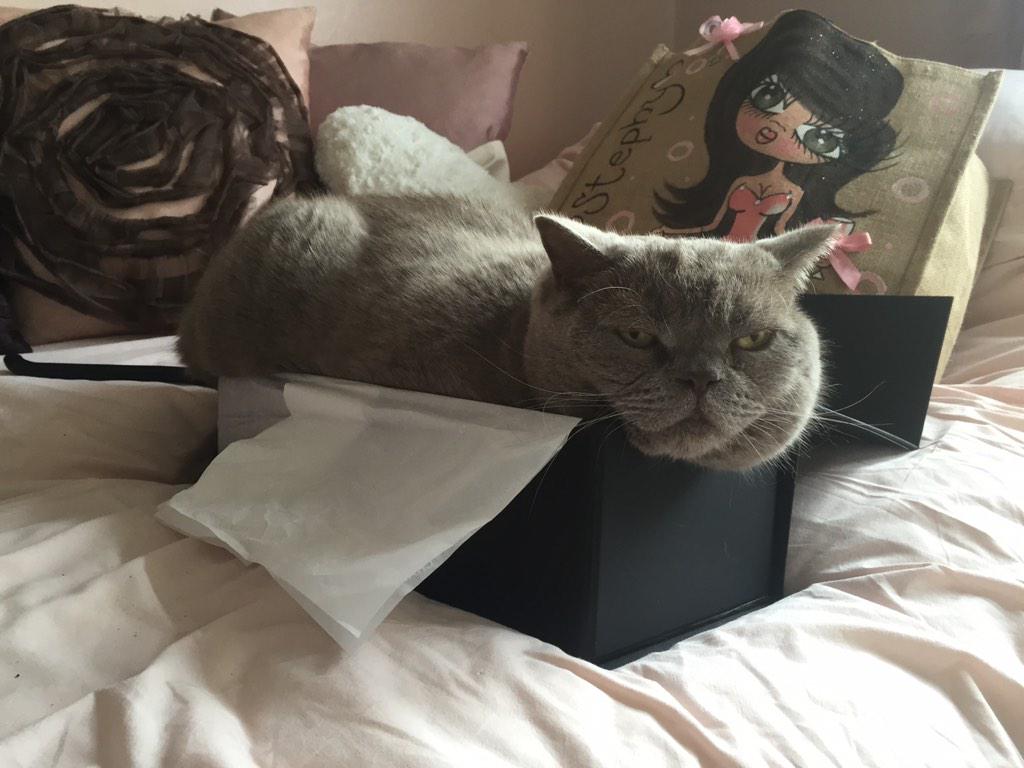 Stephyyyx's tweet photo. My cat is in denial with how big he is 😂😂 defo can't fit in that box mate http://t.co/x2WyktSVJ6