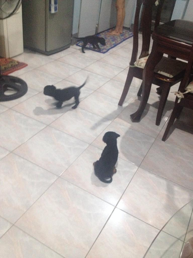 prncsschvz's tweet photo. My 8 babies are playing around hahaha❤️❤️🐶 #mixed #halflabrador #halfrottweiler http://t.co/vnALG3ZJO9