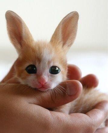 激カワ動物の赤ちゃん画像 Animalbaby Bot Twitter 激カワ動物の赤ちゃん画像 Animalbaby Bot Twitter