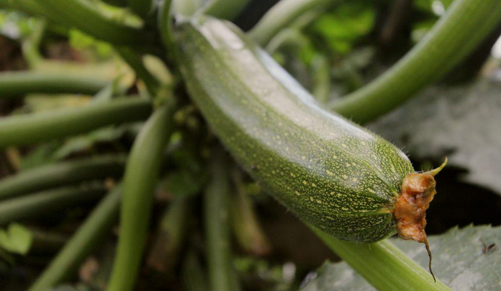 SlowFoodiesNL's tweet photo. 10 #tips voor lokale voedselnetwerken: http://t.co/TvcQl1g2oG #voko #stadslandbouw @foodguerrilla #moestuin #lokaal http://t.co/flMVLzkuEu