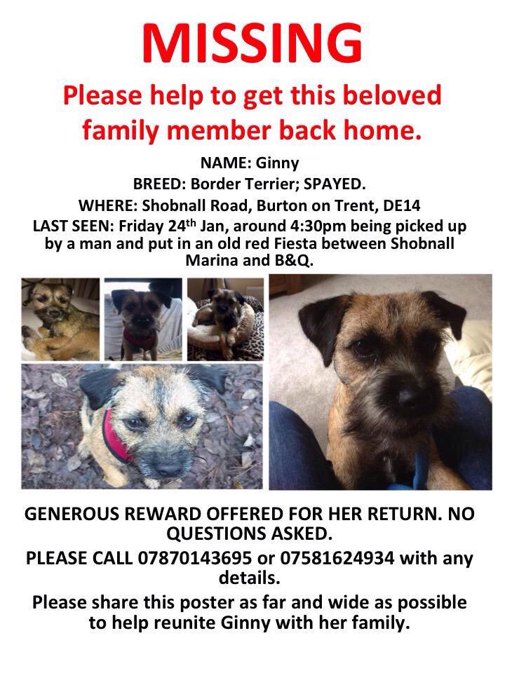 rochcarter's tweet photo. @davidwalliams please retweet to help get Ginny returned to her owners. Someone must have seen her!  @FindGinny http://t.co/ctuEApLxij”
