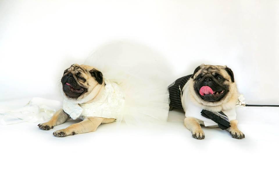 pamper_pets's tweet photo. Love this picture! You will see more photos from this pug wedding at http://t.co/jszLNJOiEL by this Friday! http://t.co/v8XfAtlU4T