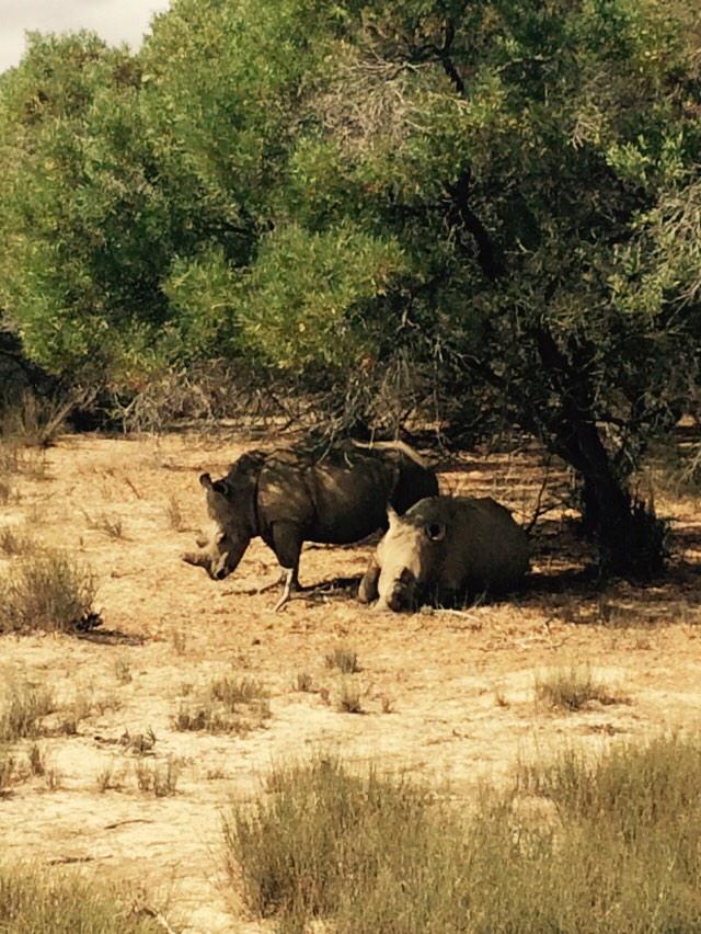 DIG2015_SA's tweet photo. A wild end to our stay in @CityofCT #safari #gamerive #DIG2015_SA http://t.co/NrCnTBMFgJ