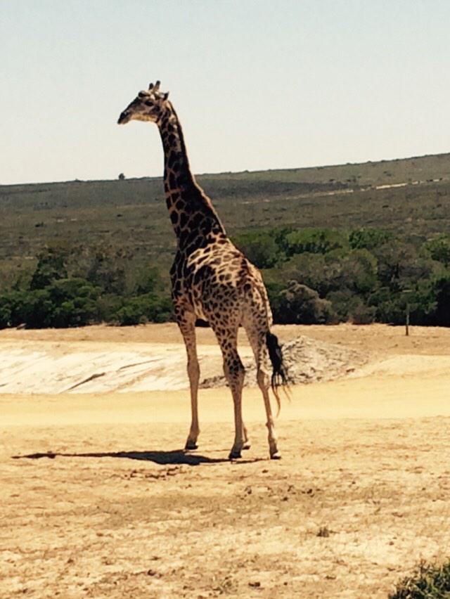 DIG2015_SA's tweet photo. A wild end to our stay in @CityofCT #safari #gamerive #DIG2015_SA http://t.co/NrCnTBMFgJ
