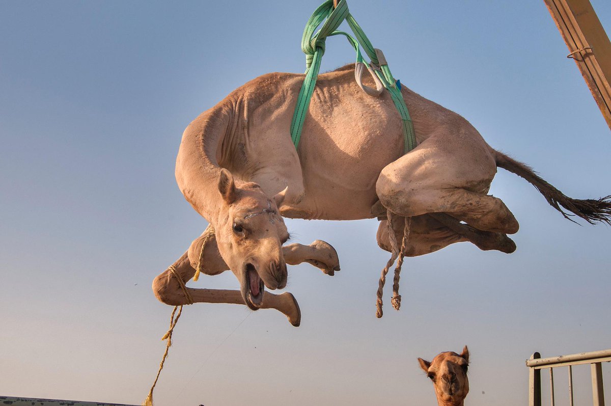 IrvLeavitt's tweet photo. The Whirling Camel #RejectedWrestlerNames http://t.co/r9G8EI3nOA