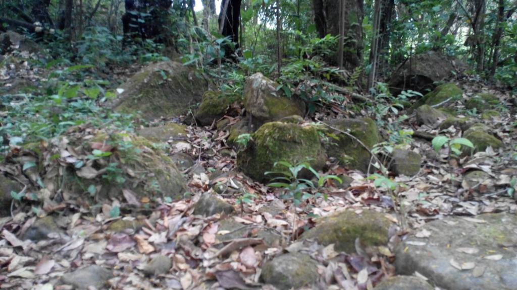 PeriodistaYopal's tweet photo. Emilio Lizarazo está reforestando La Reserva Cerro El Venado. Hay que ayudarlo. Donando uno o varios árboles. Hágale! http://t.co/USJaFyTIJ3